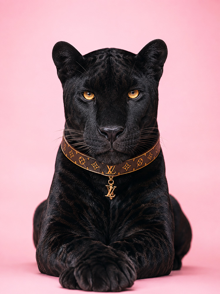 Black panther portrait